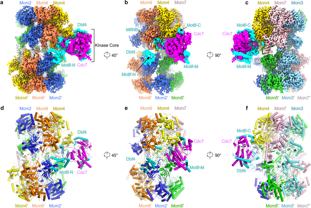 Structural Insight into the MCM double hexamer activation by Dbf4-Cdc7 ...