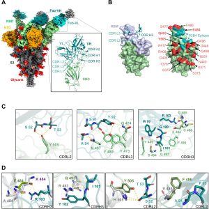 Structural basis of class III P1D9 and P2D9 for viral neutralization and escape