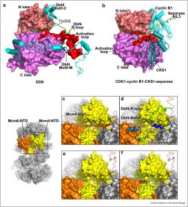 The regulatory loop of Dbf4 in regulating DDK activity and its effect on helicase activation.