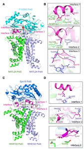 Simulated models of cyanophage PstS binding to the host PstCA complex