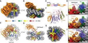 Overall structure of menin-H3K79me2 nucleosome complex