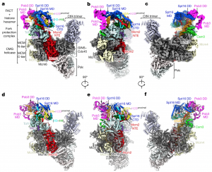 Cryo-EM map of the replisome in complex with a stable FACT–histone shown in three representative views