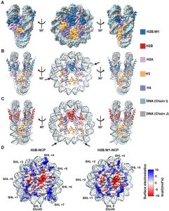 Cryo-EM structures of H2B.W1 and the H2B nucleosomes.